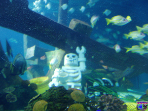 Sea Life in Legoland  Denemarken.