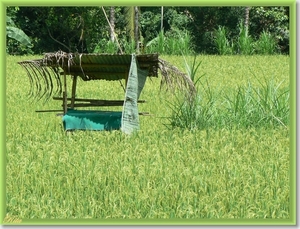 Sawan en omgeving