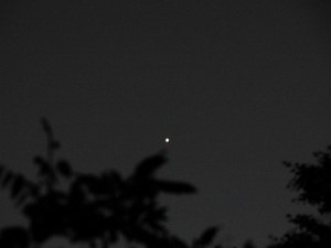 VENUS 24-6-202