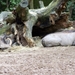 burgers zoo 005