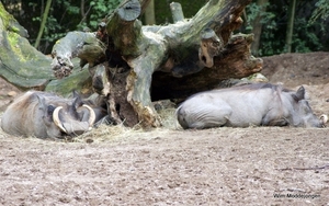 burgers zoo 005