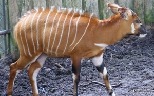 burgers zoo 009