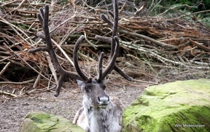 burgers zoo 015