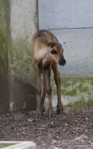 burgers zoo 016