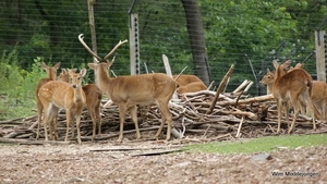 burgers zoo 032