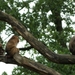 burgers zoo 038