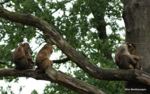 burgers zoo 038