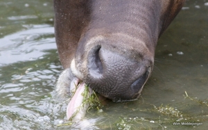 burgers zoo 040