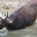 burgers zoo 041