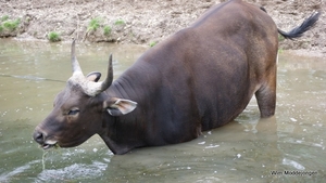 burgers zoo 041