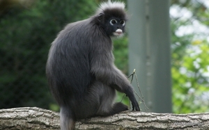 burgers zoo 049