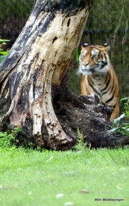 burgers zoo 053