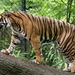 burgers zoo 054