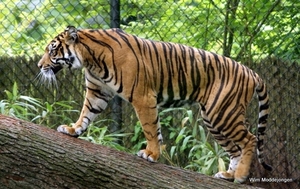 burgers zoo 054