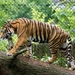 burgers zoo 056