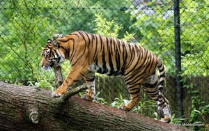 burgers zoo 056