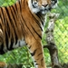 burgers zoo 060