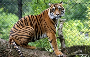 burgers zoo 061