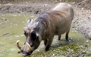 burgers zoo 063