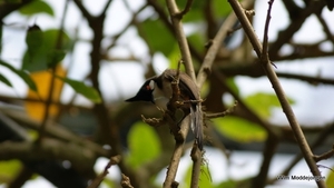 burgers zoo 078