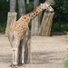 burgers zoo 135