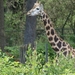 burgers zoo 137