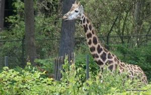 burgers zoo 137