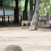 burgers zoo 140