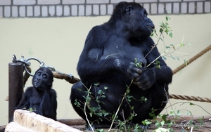 burgers zoo 201