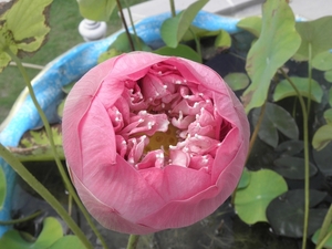 PB030409-lotusbloem