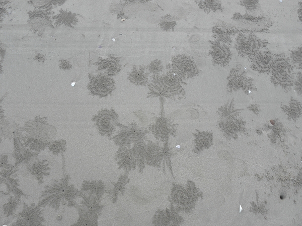 PB110041-sporen in het zand van krabbetjes