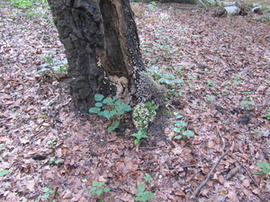 In het bos