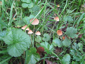 Veel paddestoelen