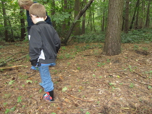 Kastanjes in het bos