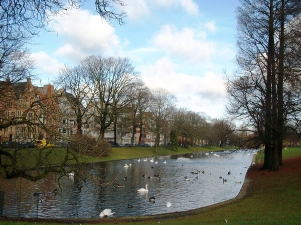 051-Zwanen op de reien te Brugge