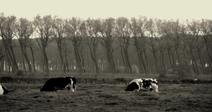 Damme Oostkerke