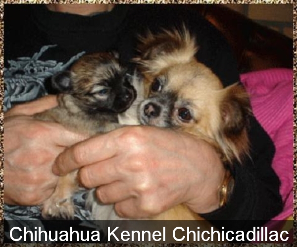 chihuahua,chihuahua pup,chihuahua puppy,chihuahua volwassen,chihuahua foto,chihuahua foto's,chihuahua eten,chihuahua fun,chihuahua film,chihuahua filmpje,chihuahua kleding,chihuahua verhaal,chihuahua geboren,chihuahua fokker