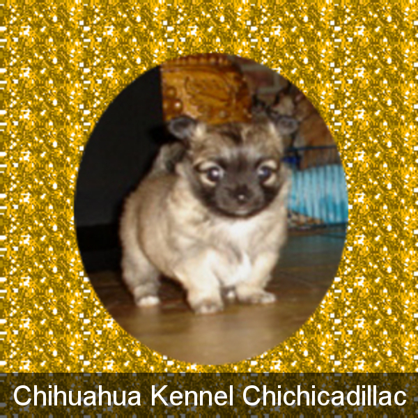 chihuahua,chihuahua pup,chihuahua puppy,chihuahua volwassen,chihuahua foto,chihuahua foto's,chihuahua eten,chihuahua fun,chihuahua film,chihuahua filmpje,chihuahua kleding,chihuahua verhaal,chihuahua geboren,chihuahua fokker