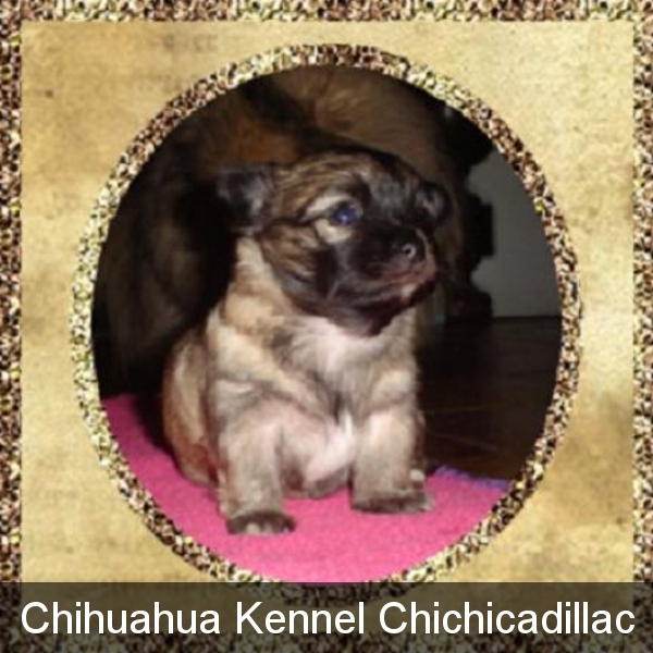 chihuahua,chihuahua pup,chihuahua puppy,chihuahua volwassen,chihuahua foto,chihuahua foto's,chihuahua eten,chihuahua fun,chihuahua film,chihuahua filmpje,chihuahua kleding,chihuahua verhaal,chihuahua geboren,chihuahua fokker