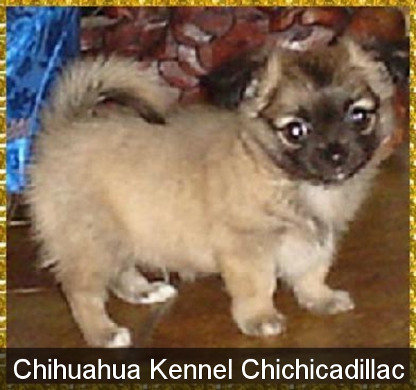 chihuahua,chihuahua pup,chihuahua puppy,chihuahua volwassen,chihuahua foto,chihuahua foto's,chihuahua eten,chihuahua fun,chihuahua film,chihuahua filmpje,chihuahua kleding,chihuahua verhaal,chihuahua geboren,chihuahua fokker