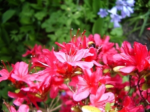 1ste communie ANISA 01 mei 2008 010