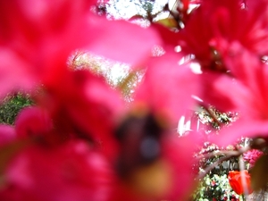 1ste communie ANISA 01 mei 2008 011