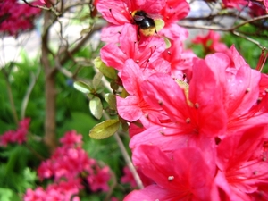 1ste communie ANISA 01 mei 2008 012