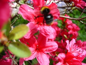 1ste communie ANISA 01 mei 2008 013