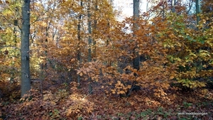 DSC06043