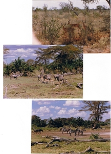 KENYA-SAFARI--------1988 (16)