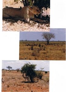 KENYA-SAFARI--------1988 (17)