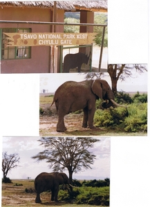 KENYA-SAFARI--------1988 (22)