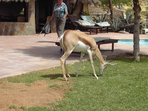 Springbok