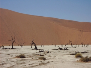 Bomen van 500  600 jaar oud